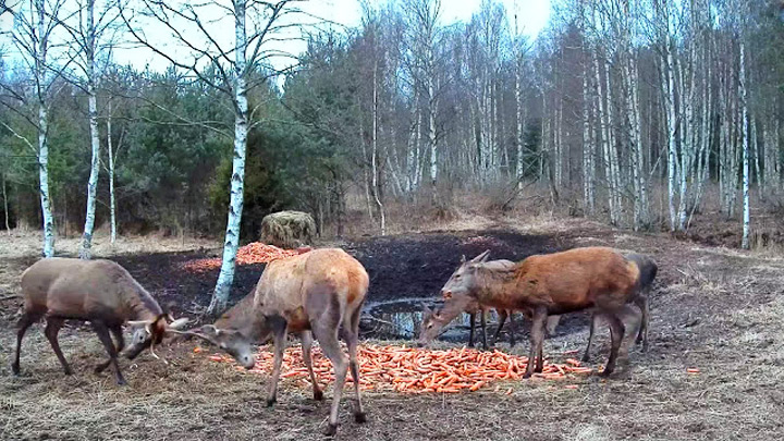Кормушка для благородных оленей